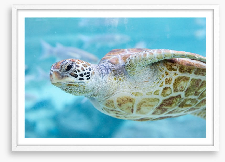 Sea turtle side eye