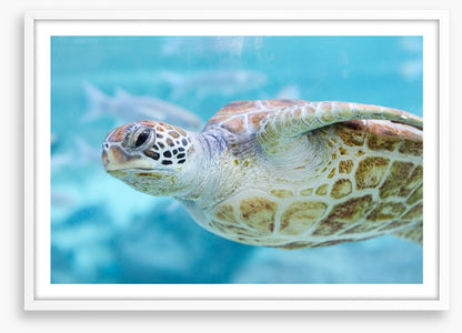 Sea turtle side eye