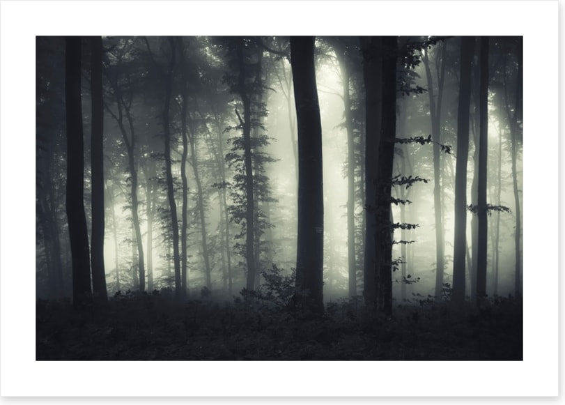 Foreboding forest