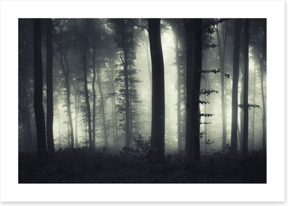 Foreboding forest