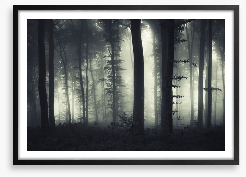 Foreboding forest