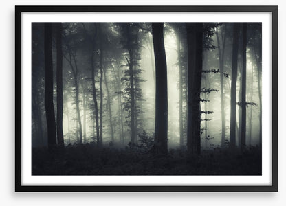 Foreboding forest
