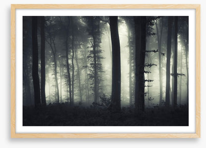Foreboding forest