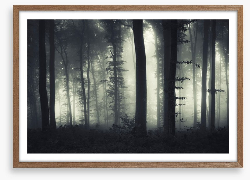 Foreboding forest