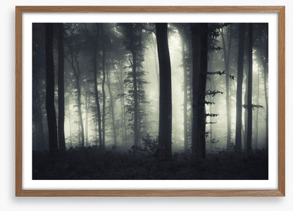 Foreboding forest