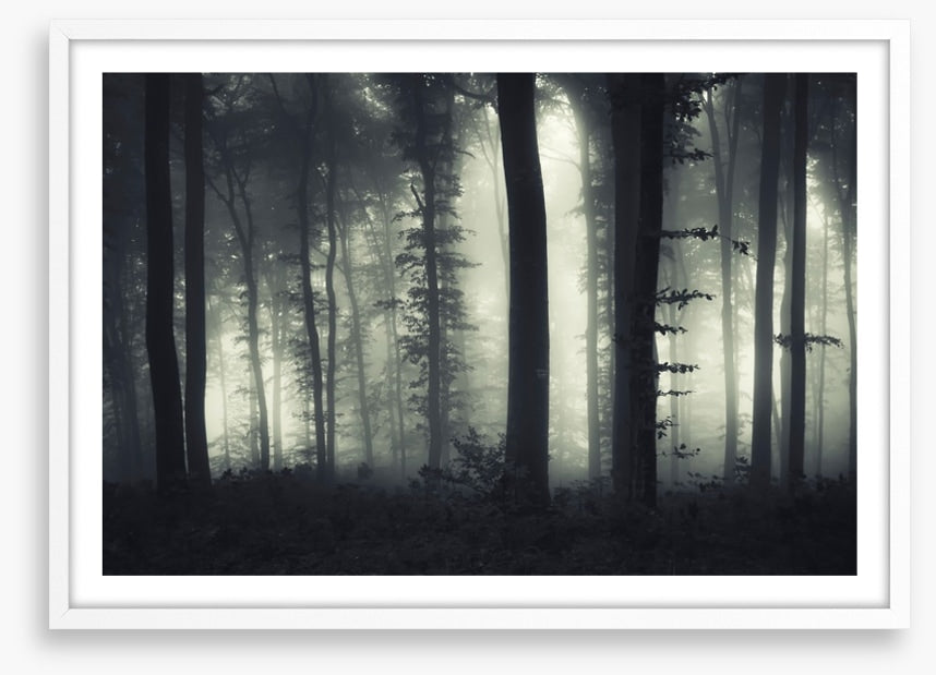 Foreboding forest