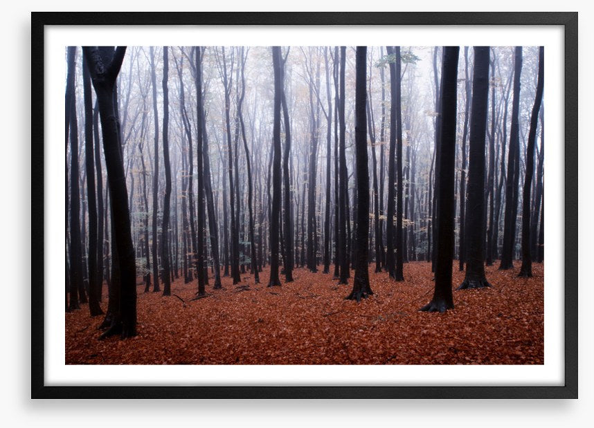 Forests