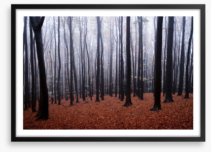 Forests