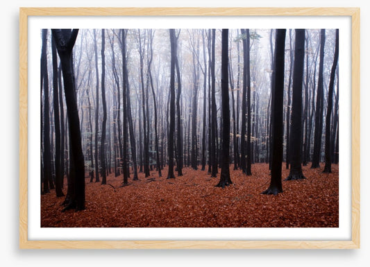 Forests