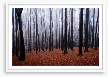Forests
