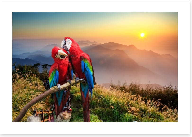 Mountain Macaw