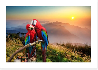 Mountain Macaw