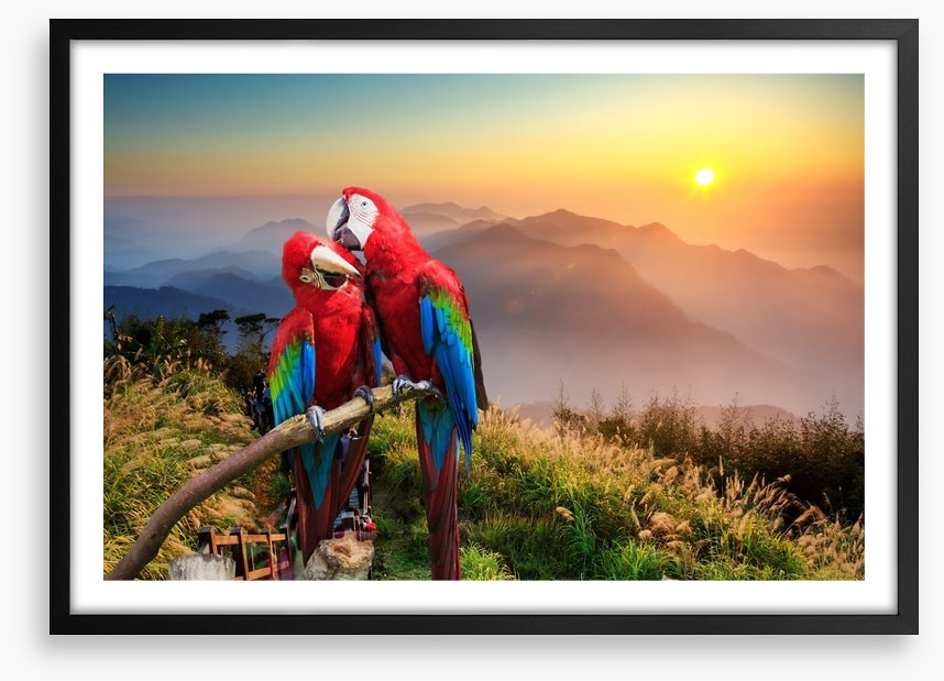Mountain Macaw