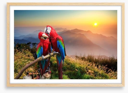 Mountain Macaw