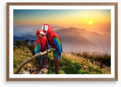 Mountain Macaw