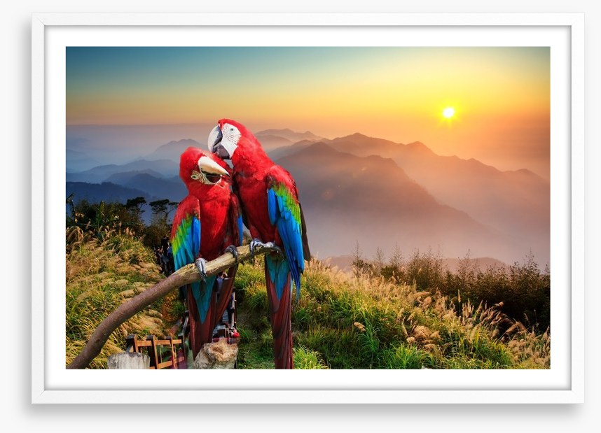 Mountain Macaw