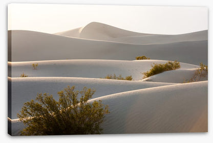 Desert