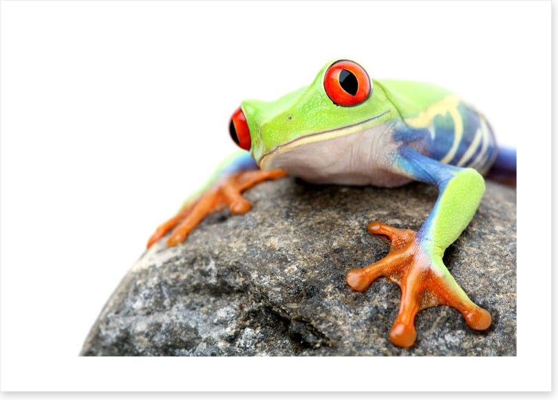 Frog on a rock