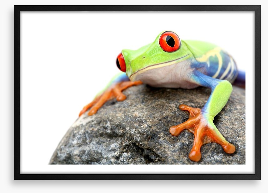 Frog on a rock