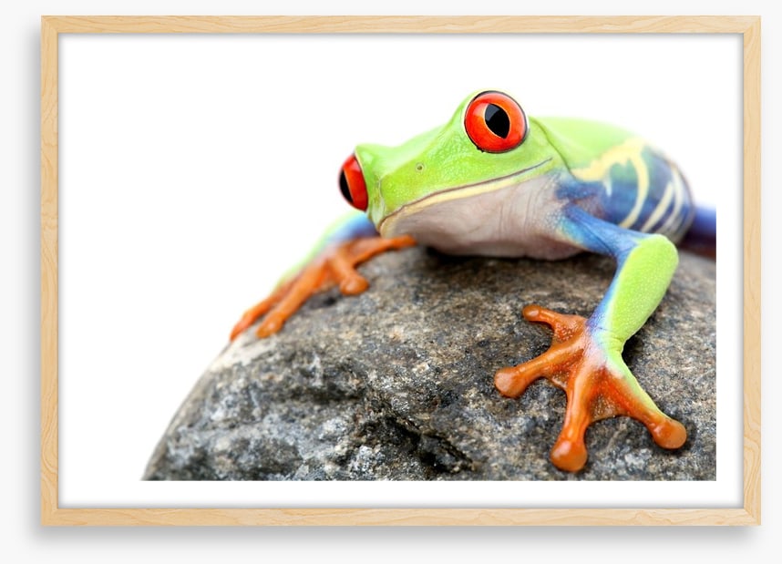 Frog on a rock