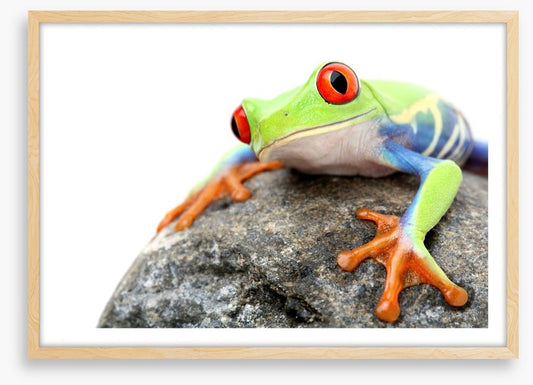 Frog on a rock