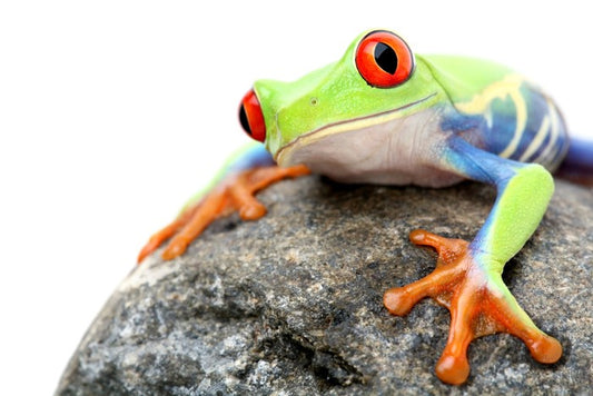 Frog on a rock