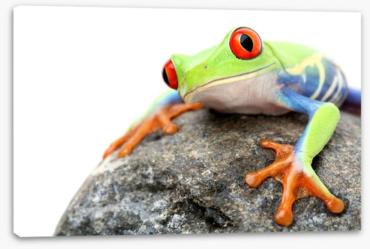 Frog on a rock