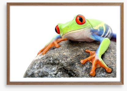 Frog on a rock