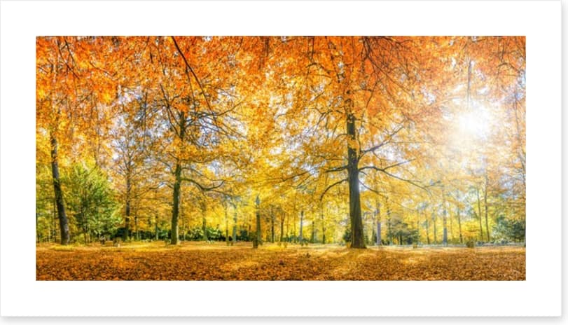 Sunlight in the Autumn forest