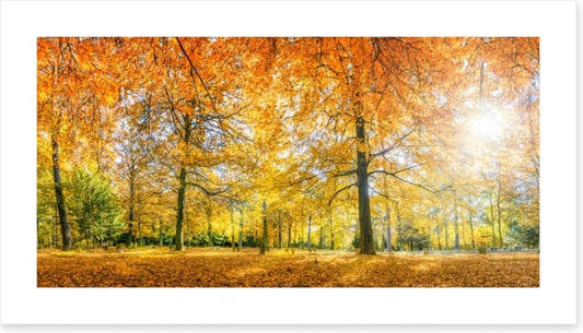 Sunlight in the Autumn forest