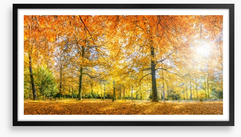 Sunlight in the Autumn forest