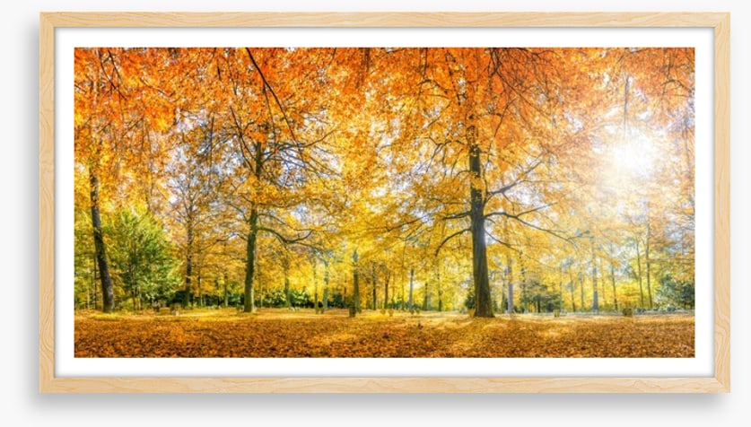 Sunlight in the Autumn forest