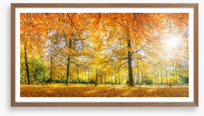 Sunlight in the Autumn forest