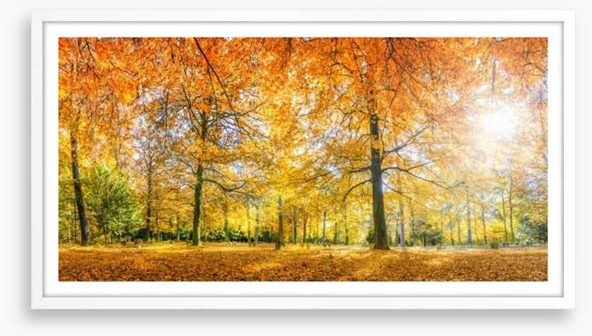 Sunlight in the Autumn forest