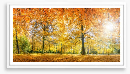 Sunlight in the Autumn forest