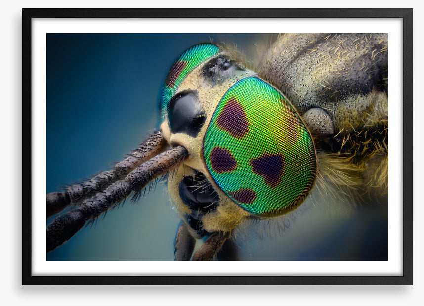 Insects