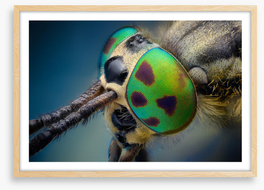 Insects