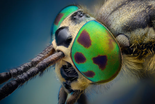 Insects