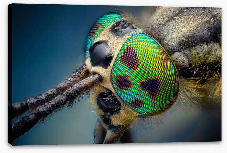 Insects