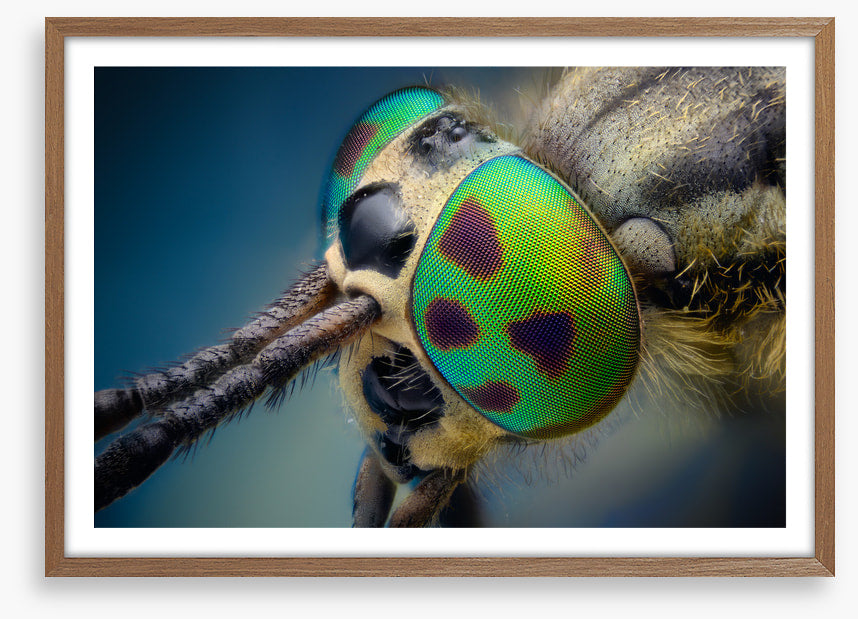 Insects