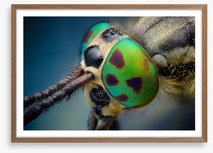 Insects