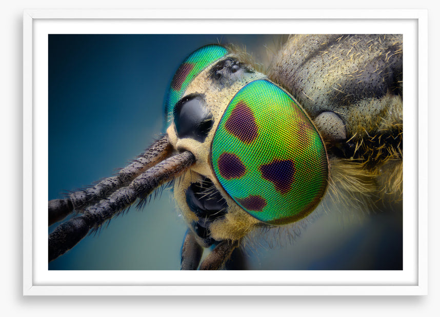 Insects