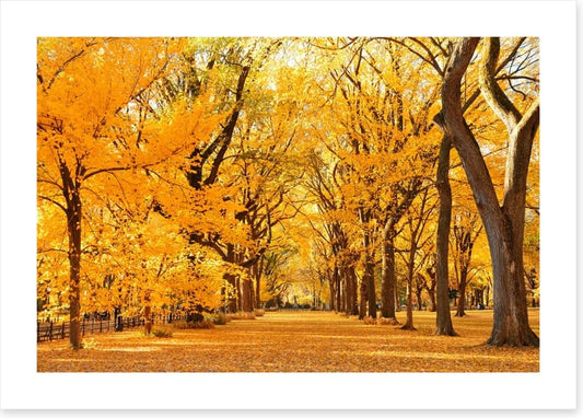 Fall in Central Park