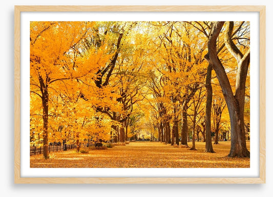 Fall in Central Park
