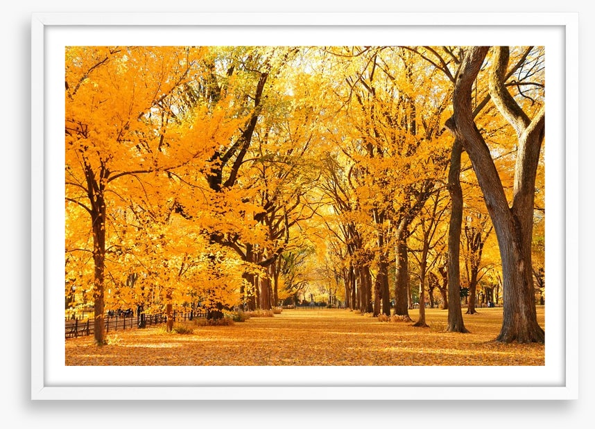 Fall in Central Park