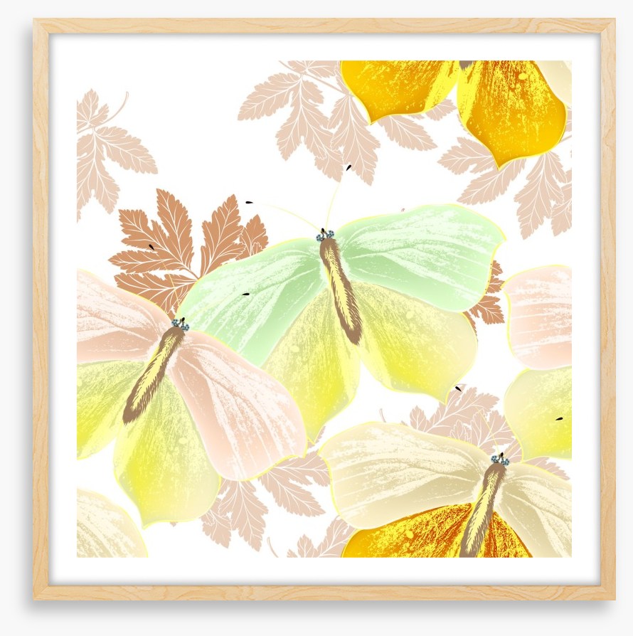 Butterflies