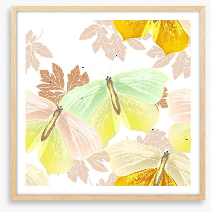 Butterflies