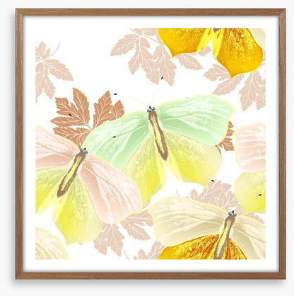 Butterflies