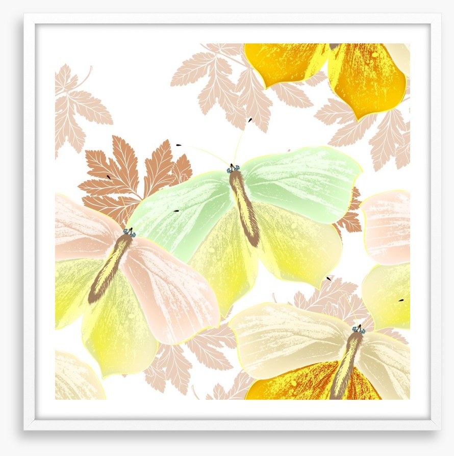 Butterflies