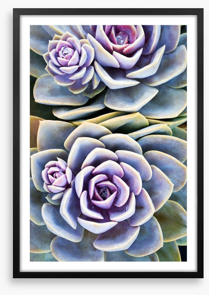 Purple tinged succulent